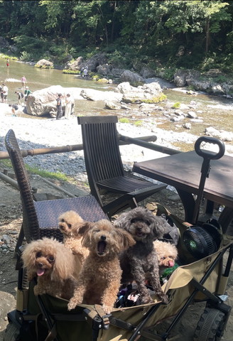 川とワンコたち