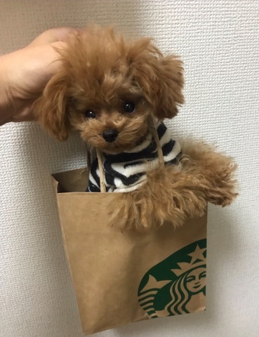 スタバの袋に入るワンコ