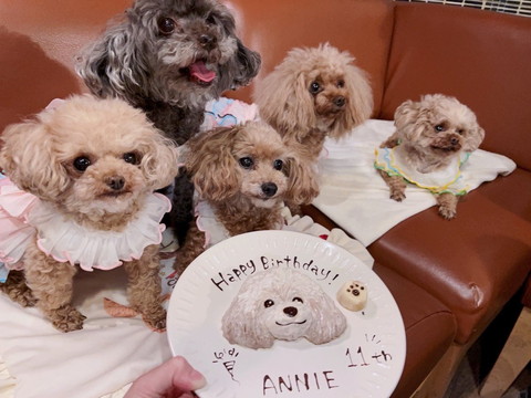 誕生日会するワンコたち