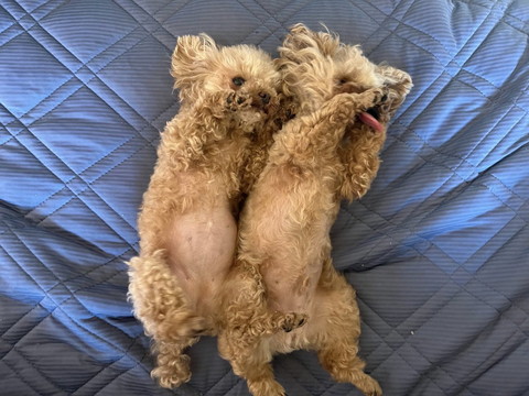 へそ天ワンコ2匹