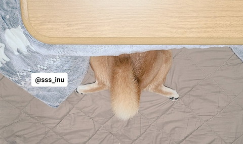 こたつに頭突っ込むワンコ