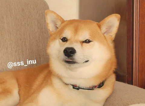 舌出してるワンコ