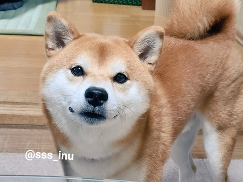 微笑んでるワンコ