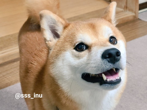 笑ってるワンコアップ