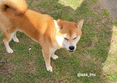 まぶしそうなワンコ