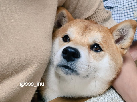 飼い主に寄り添うワンコ