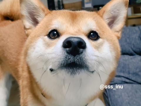 見上げるワンコ正面アップ