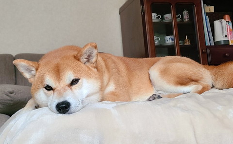 くつろいでるワンコ