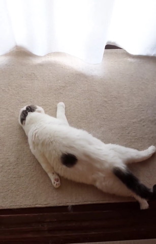 落ちてる猫アップ