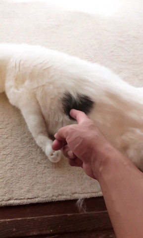 猫の模様さわる人