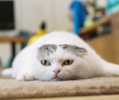 ぺたんこ猫正面