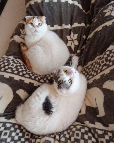布団に猫2匹