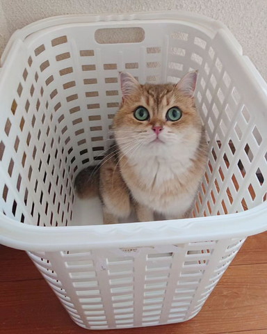 かごに入ってる猫