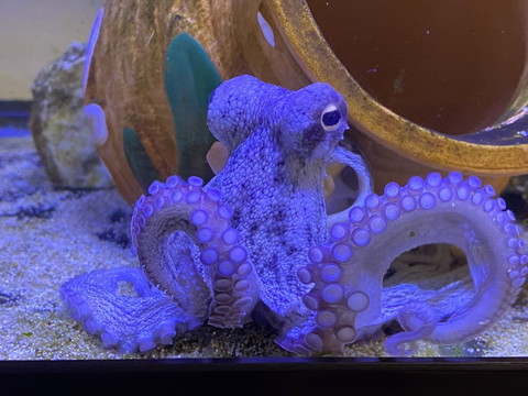 タコアップ