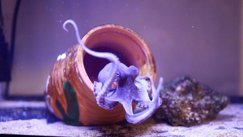 ツボから出てくるタコ1本足あげてる