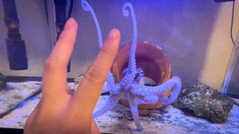 ピースとタコ