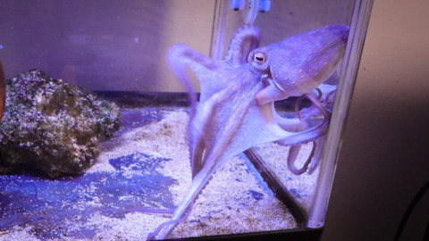 水槽にはりつくタコ