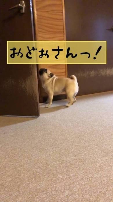 しゃべる犬