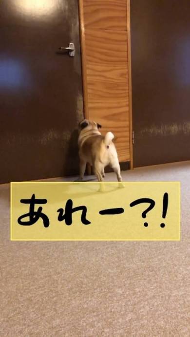 しゃべる犬