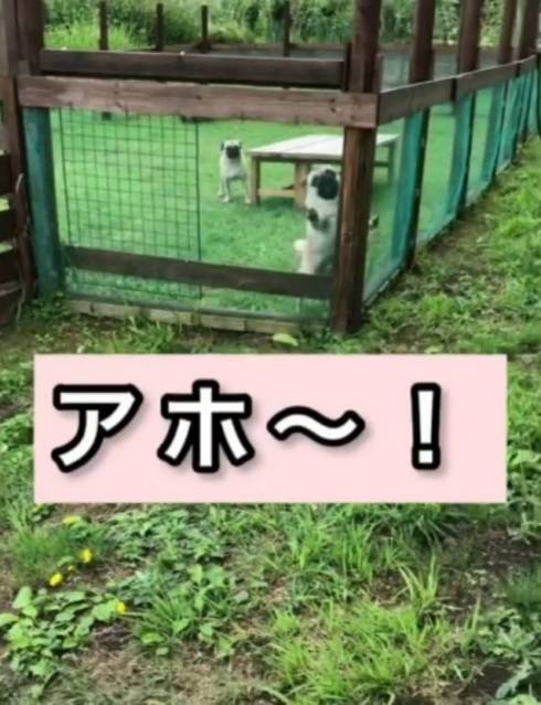 しゃべる犬