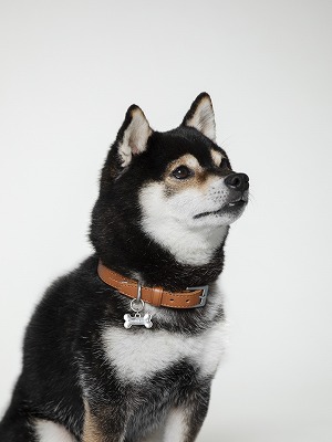 土屋鞄「ペットカラー (首輪)」使用例