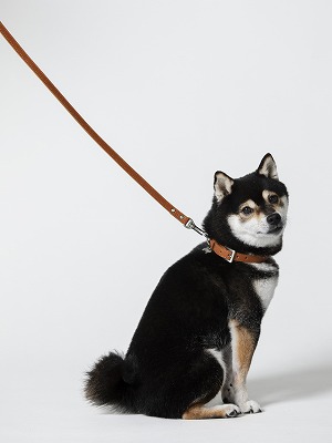 土屋鞄「ペットリード」使用例