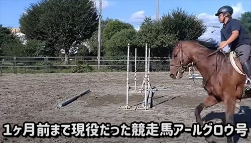 引退競走馬の訓練