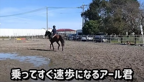 引退競走馬の訓練