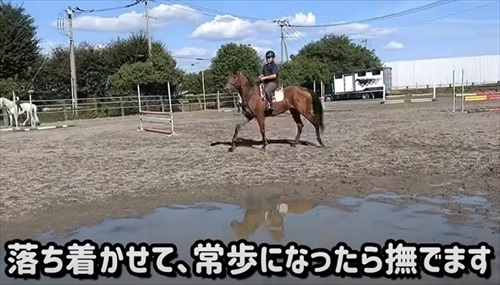 引退競走馬の訓練