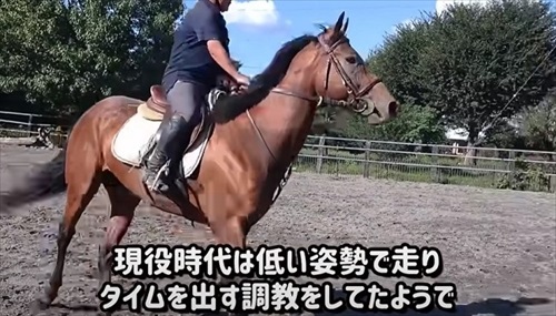 引退競走馬の訓練