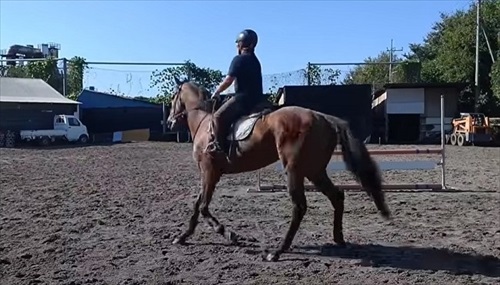 引退競走馬の訓練