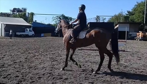 引退競走馬の訓練