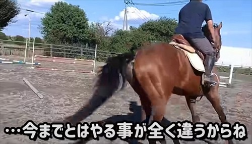 引退競走馬の訓練