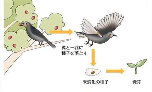 ナナフシが鳥に食べられることで長距離移動している説