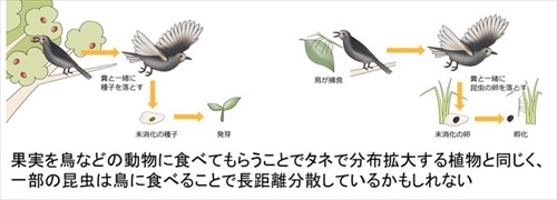 ナナフシが鳥に食べられることで長距離移動している説