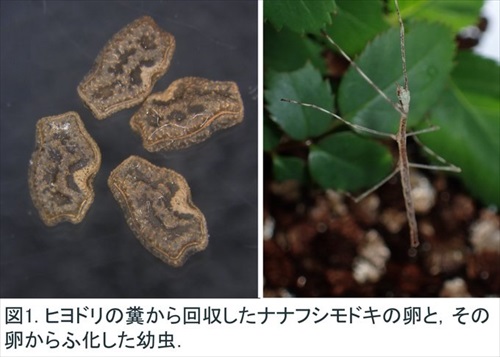 ナナフシが鳥に食べられることで長距離移動している説