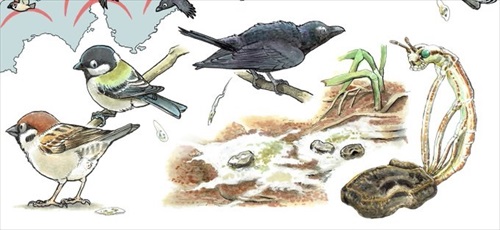 ナナフシが鳥に食べられることで長距離移動している説