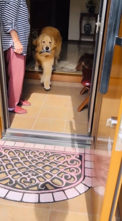 スリッパをくわえた犬