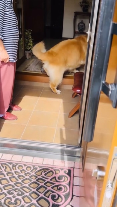 きびすを返す犬