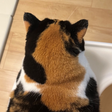 子猫ビフォアフ