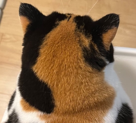 猫の後頭部