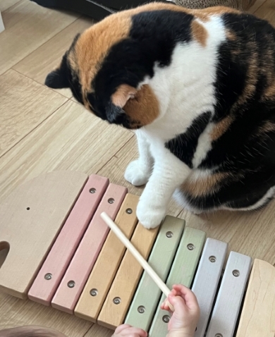 木琴を触る猫と赤ちゃん