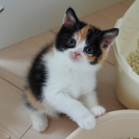 赤ちゃんのころの猫