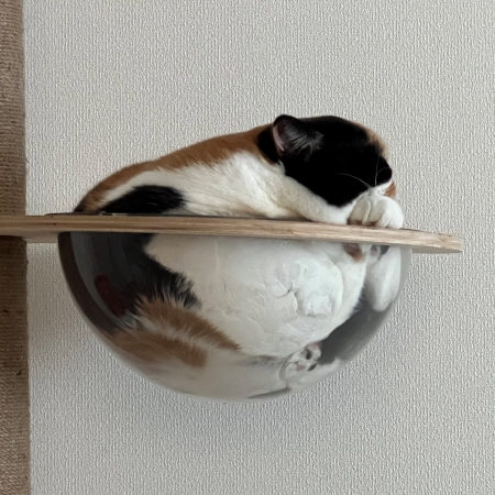 透明ボウルに入った猫