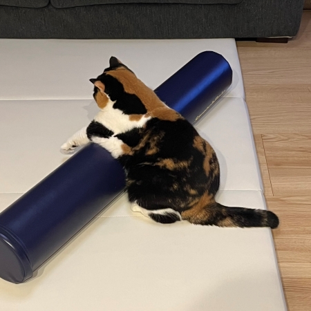 ストレッチポールに乗った猫