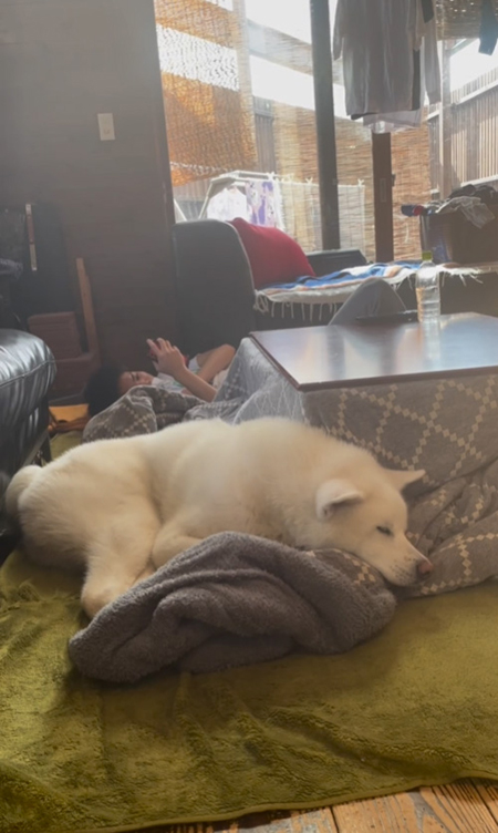 眠るこちろうくん