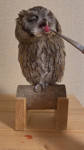 ごはんが引っかかっちゃった銀くん