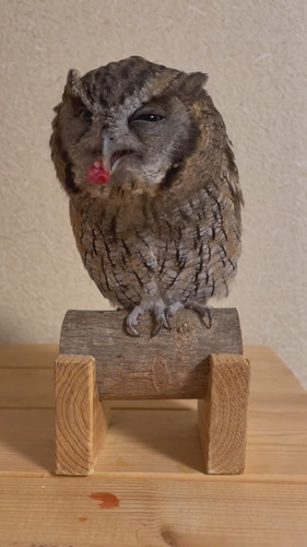 ごはんが引っかかっちゃった銀くん