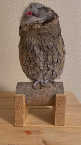 ごはんが引っかかっちゃった銀くん