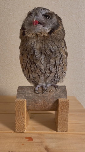 ごはんが引っかかっちゃった銀くん